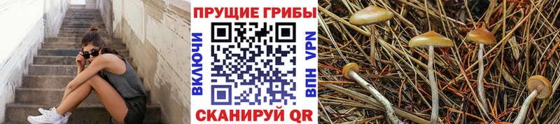 Псилоцибиновые грибы Psilocybe  Ростов-на-Дону 